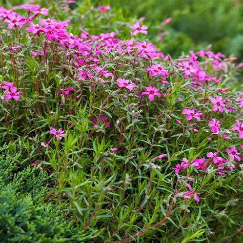 Gypsophila Seeds - Creeping Baby's Breath Rose Flower Seed