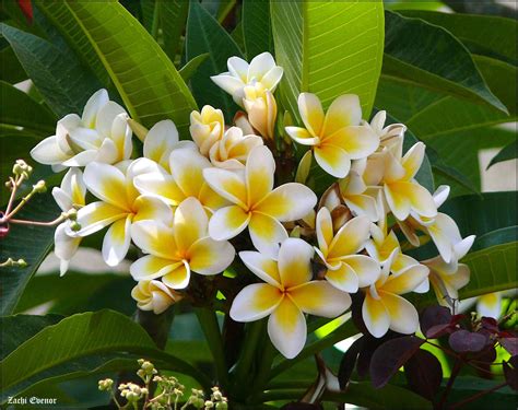 How to Grow and Care for White Frangipani