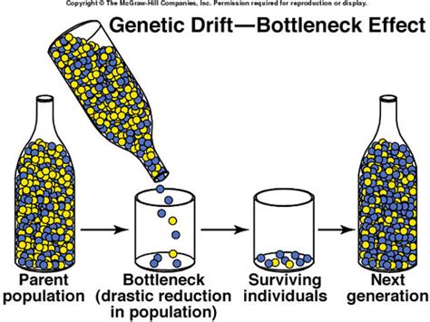 Bottleneck Effect | DragonflyIssuesInEvolution13 Wiki | FANDOM powered ...