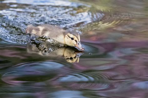 Ducklings doing great | Garden Pond Forums