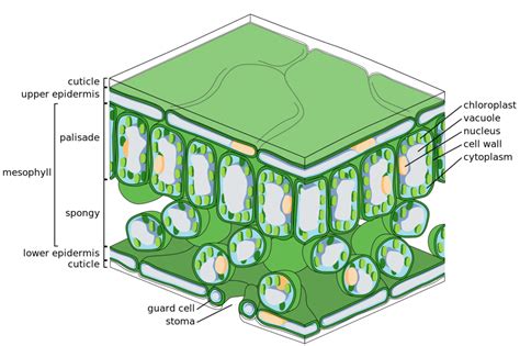 Palisade Cell Diagram | Quizlet