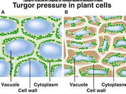 Turgor pressure - SignWiki