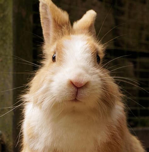 Free Images : sweet, cute, pet, fur, mammal, spoon, fauna, guinea pig, nose, whiskers, head ...