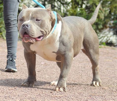 Pitbull Chiot puppy puppies American bully XL XXL Bully Pitbull a vendre For sale France ...