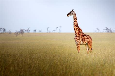 The Grassland Biome Habitat