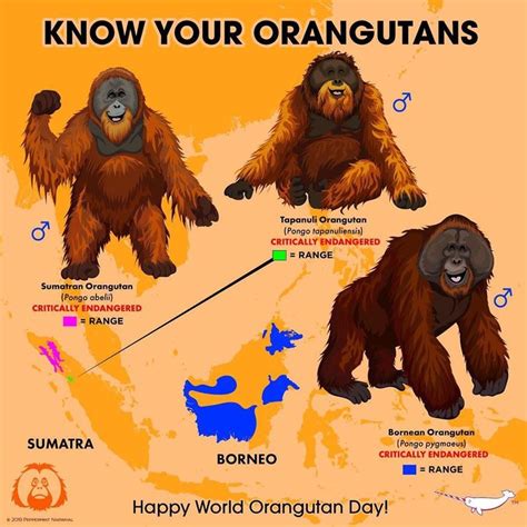 Peppermint Narwhal Creative on Instagram: “#WorldOrangutanDay #OrangutanDay #KnowYourAnimals # ...