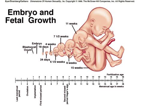 Fetal Development — Catherine Foundation