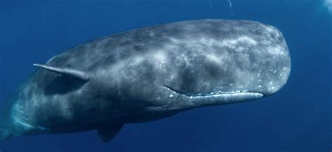 Sperm Whale | The Marine Mammal Center