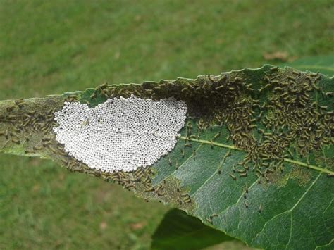 Walnut caterpillars | Urban IPM