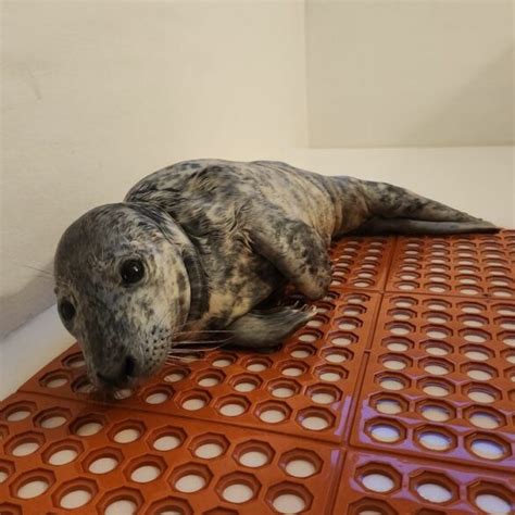 Rescue Team Saves Young Grey Seal Pup in Point Pleasant Beach