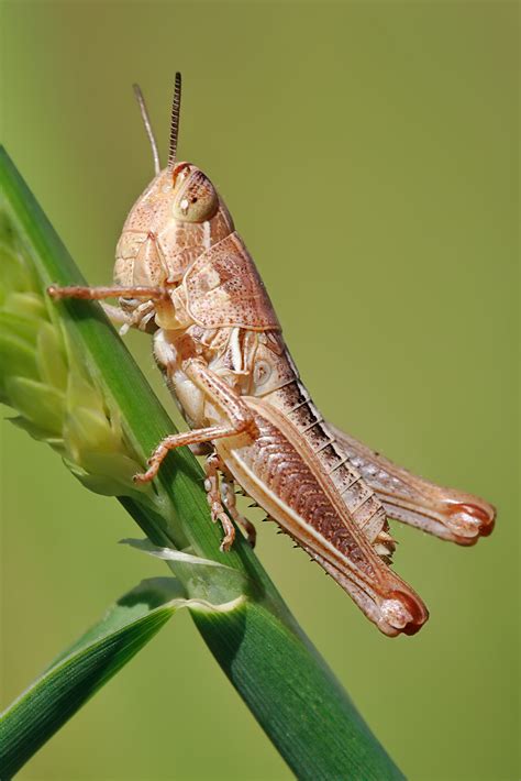 File:Young grasshopper on grass stalk02.jpg - Wikipedia