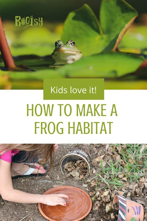 How to build toad and frog habitats | Garden frogs, Frog habitat ...