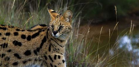 Wild Cat Conservation Centre | Contact Wild Cat Centre Sydney