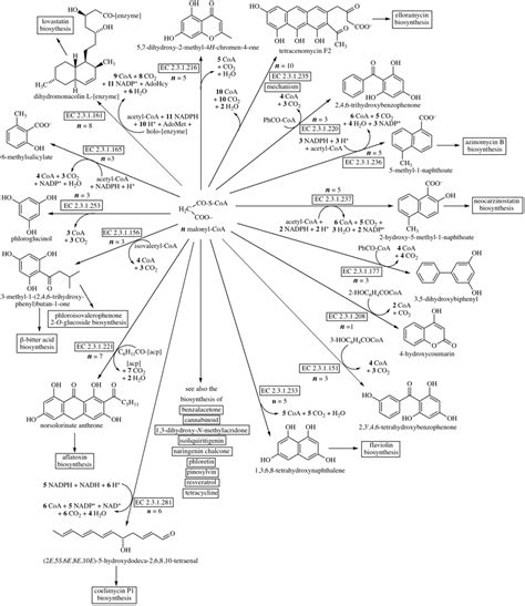 polyketides biosynthesis