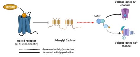 -Activation of the opioid receptor. Receptor activation decreases ...