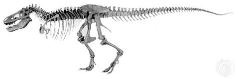 Tyrannosaurus Rex Skeletal Reconstruction By Https | My XXX Hot Girl