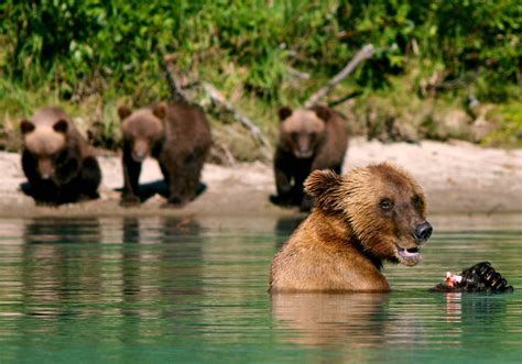 Alaska Bear Viewing Private Tours with Naturalists | Alaska Private Touring