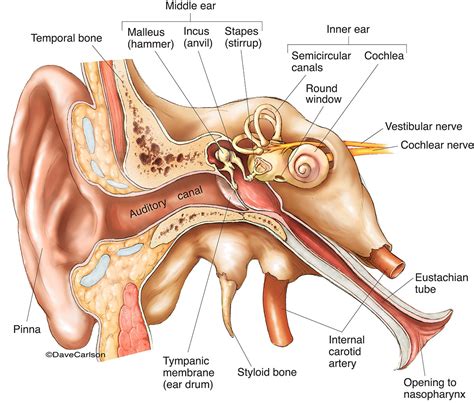 Ear Anatomy | Image License | Carlson Stock Art