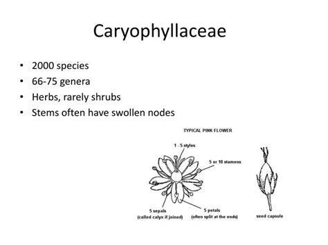 PPT - Caryophyllaceae PowerPoint Presentation - ID:1843784