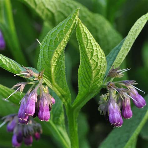 True Comfrey