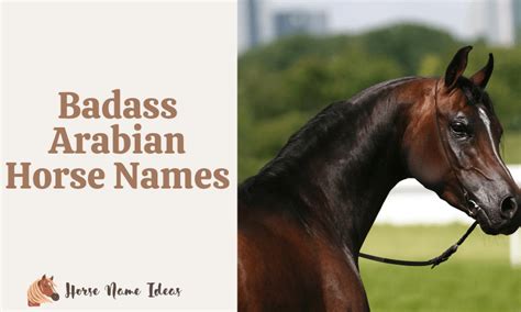 250 Badass Arabian Horse Names (With Meanings) - HorseNameIdeas.com