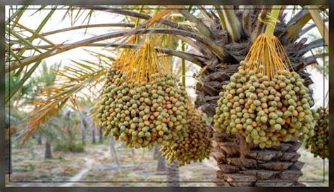 Trees in UAE: All You Need To Know - Al Ardh Alkhadra