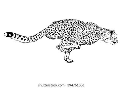 Fast Running Cheetah Black White Vector Stock Vector (Royalty Free) 394761586 | Shutterstock