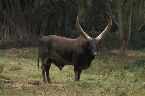 Ankole Bull, Uganda, Africa Worlds largest horns Our beautiful Wall Art and Photo Gifts include ...