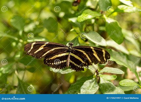 Zebra Longwing Butterfly Life Cycle Stock Photos - Free & Royalty-Free Stock Photos from Dreamstime