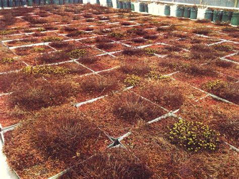 New York City: Green Roofs for Healthy Cities — FAMOUS MEADOW