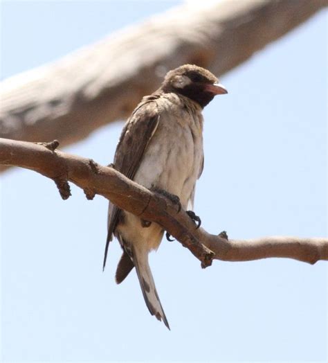 a bird sitting on top of a tree branch next to a blue sky in the background