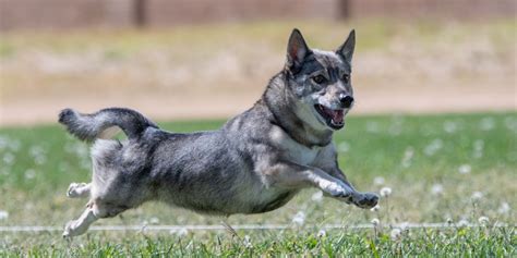 How To Breed Swedish Vallhund Dogs – Temperament, History & Health