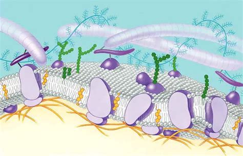 Cell Membrane PPT Qs BI - BIOLOGY JUNCTION