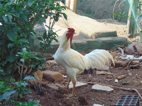 A Chicken for Every Occasion: Exploring the Cultural Significance of India’s Native Poultry ...