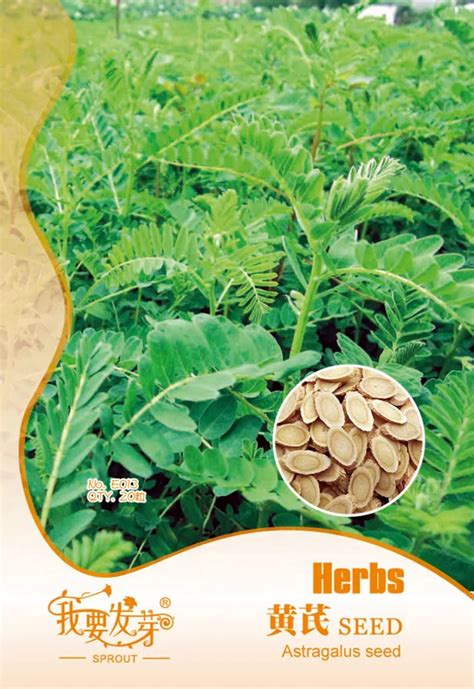 Original Pack 20 Seeds / Pack,Astragalus Herb Plant Seeds,Seeds of ...