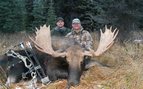 Wyoming Moose Hunting | Best of the West Outfitters