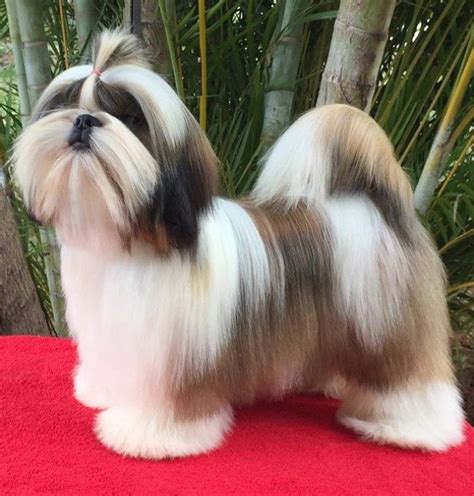 Top 10 Popular Shih Tzu Haircuts (30+ Pictures) | Page 7 of 10 | The Paws | Shih tzu haircuts ...