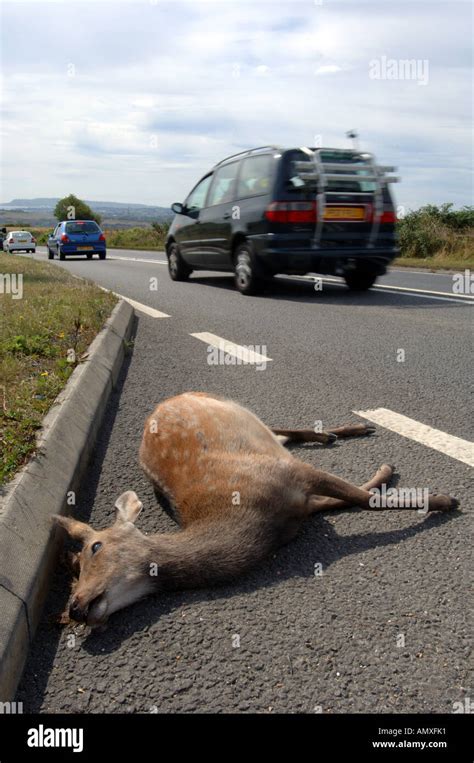 Dead deer on road, roadkill, Britain UK Stock Photo - Alamy