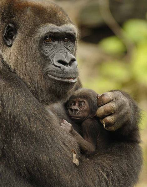 Endangered Gorilla Born at Disney’s Animal Kingdom - ZooBorns