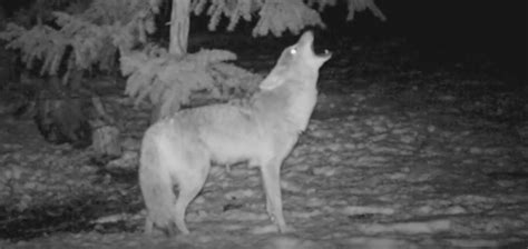 Why Do Dogs Howl At Coyotes