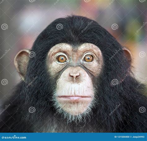 Chimpanzee face. stock photo. Image of chimpanzee, wild - 121504400