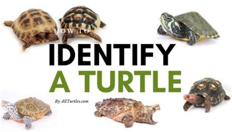 What's Inside a Turtle Shell? [Turtle Anatomy] - All Turtles