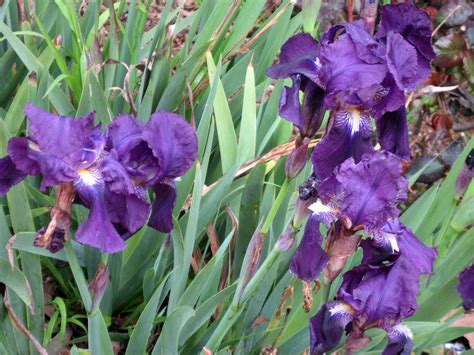 Iris germanica - Berkeley Horticultural Nursery Berkeley Horticultural ...