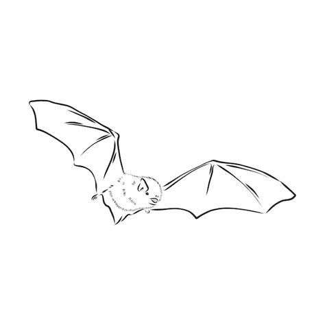 Premium Vector | Black and white flying halloween vampire bat, sketch ...