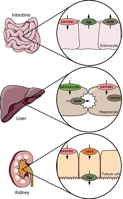 Rosuvastatin transport and metabolism. Main sites of action of the ...