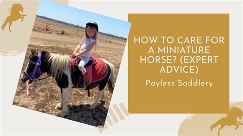 How to Care for a Miniature Horse? (Expert Advice) - Paylesssaddlery – Payless Saddlery