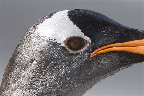 Living on Earth: Up Close with Penguins, Our Fellow Pedestrians