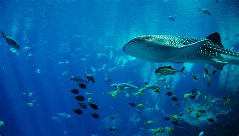 Whale Shark Aquarium · Free photo on Pixabay