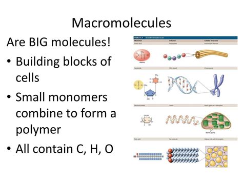 Give Examples Of Each Macromolecule