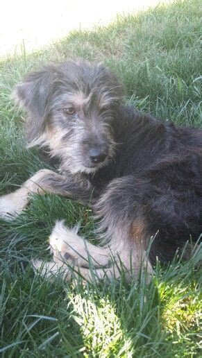 Miniature Irish Wolfhound? | Irish wolfhound, Bedlington whippet, Wolfhound